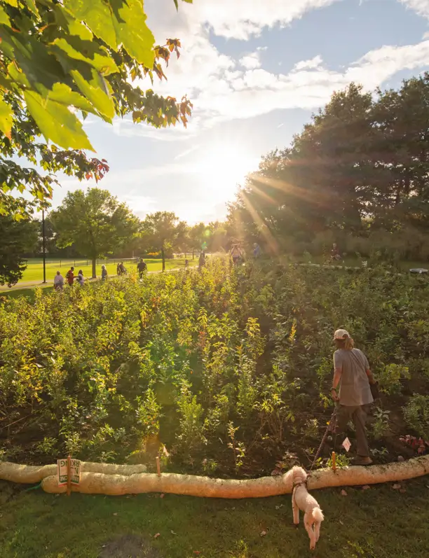 Método Miyawaki: la práctica de paisajismo para crear bosques en solo 10 años